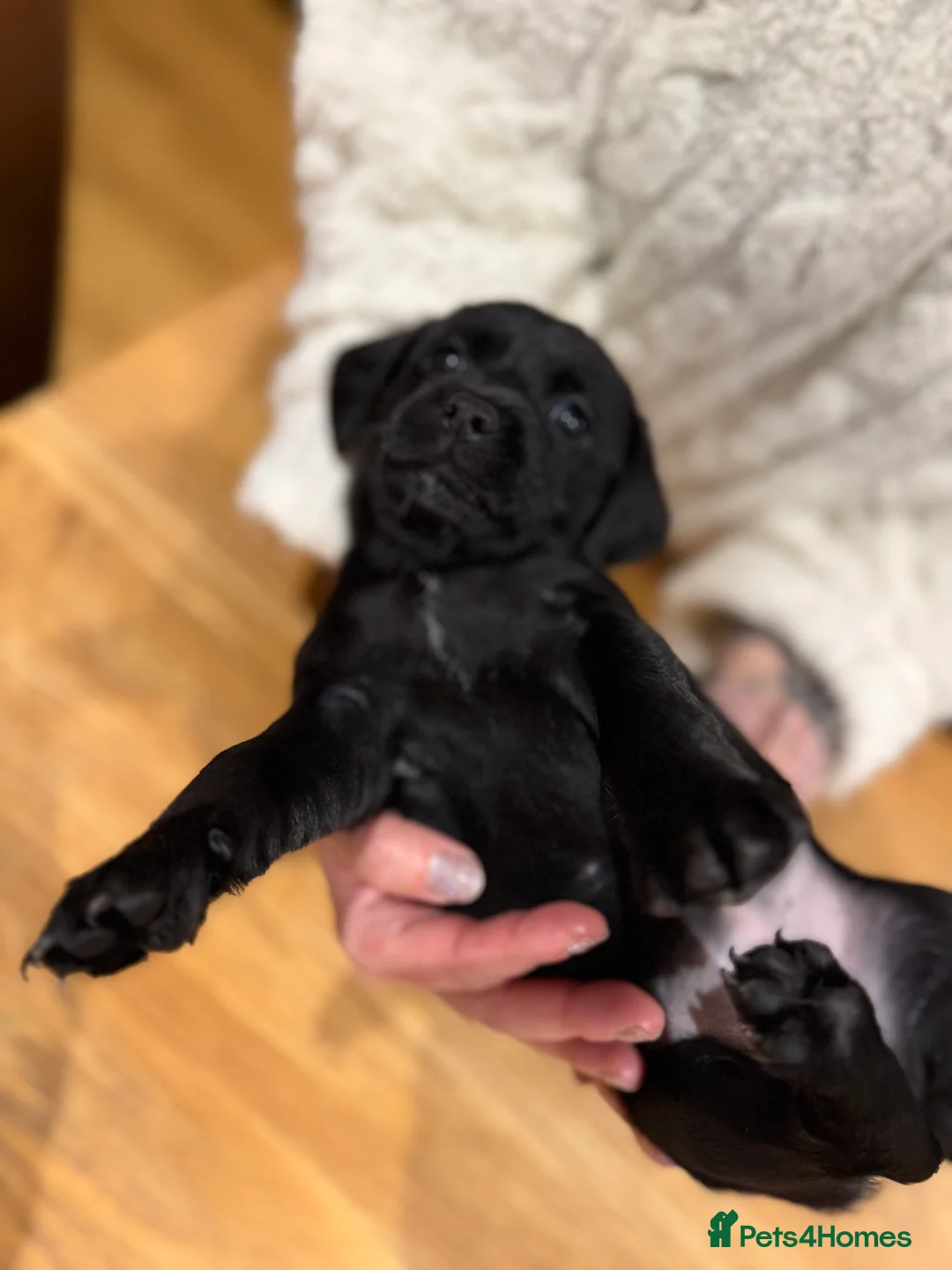 Mixed Breed dogs for sale: Chi-spaniels  - Advert 11