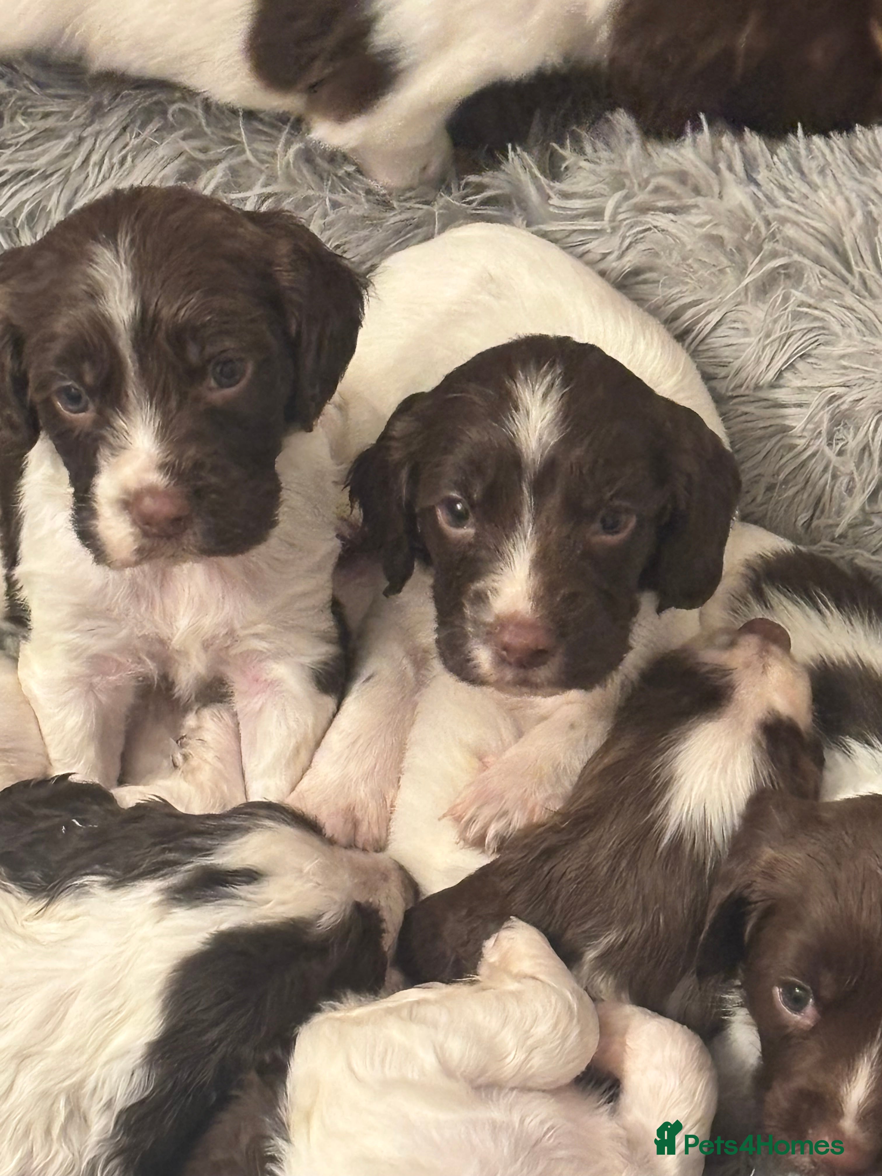 English Springer Spaniel dogs English springer spaniel puppies ready to go - Advert 4