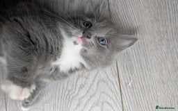 Mixed Breed cats for sale: Blue russian female - Image 14