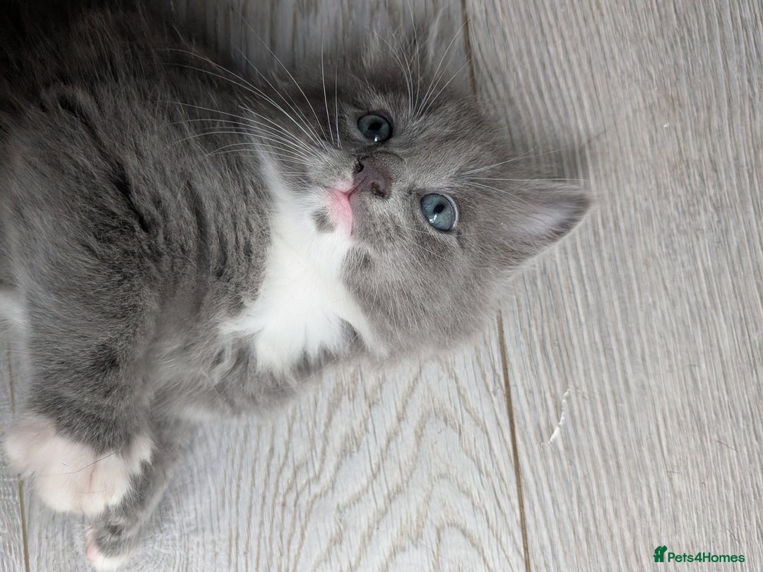 Mixed Breed cats for sale: Blue russian female - Image 14