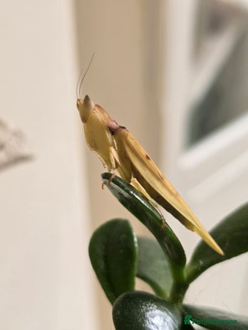 Praying Mantis invertebrates Helvia cardinalis( yellow orchid mantis) - Advert 7