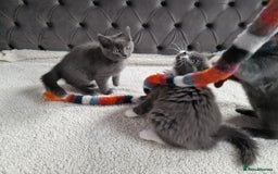 Ragdoll cats for sale: Kittens ready now! - Image 11