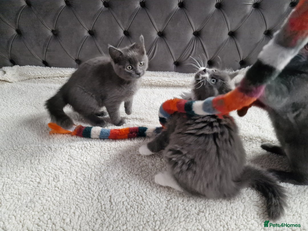 Ragdoll cats for sale: Kittens ready now! - Image 11