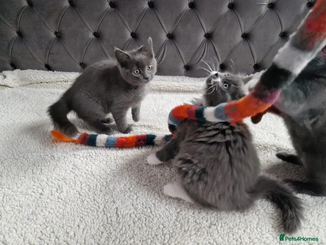 Ragdoll cats for sale: Kittens ready now! - Advert 11