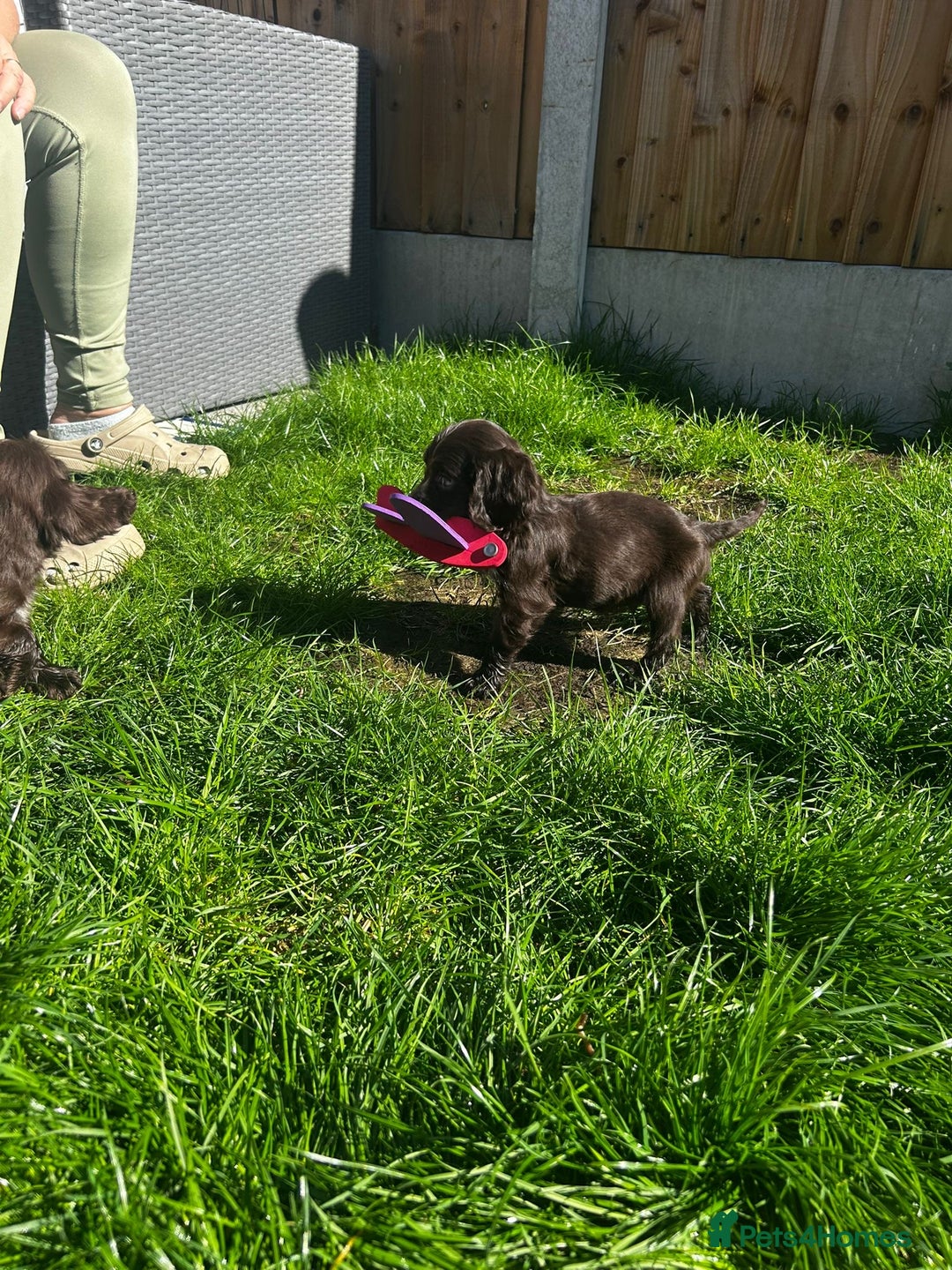 Cocker Spaniel dogs for sale: Show cocker spaniels  - Image 27