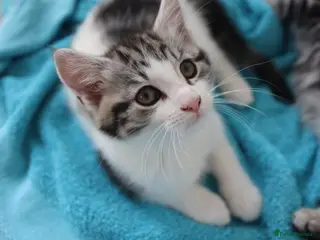 Mixed Breed cats Litter of 5 Kittens, 11 Weeks Old - Advert 2