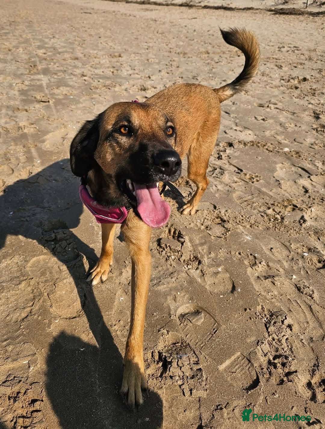 Mixed Breed dogs for adoption: BETSY-2yrs, 22kg, loves dogs/well trained/playful - Image 14
