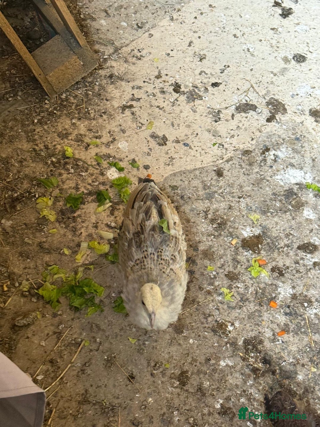 Peafowl poultry for sale: Mixed peafowl 10 weeks old  - Image 12