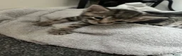 Mixed Breed cats for sale: Mixed Breed Tabby Shorthair Kittens in Sheffield - Advert 4