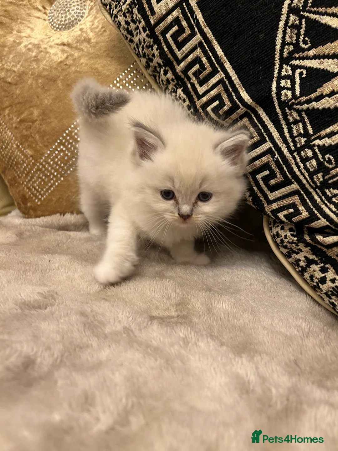 Ragdoll cats for sale: Beautiful Ragdolls ( 1 FEMALE LEFT!! )  - Advert 7