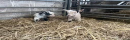 Goats livestock for sale: Pure pygmy goats - Advert 3