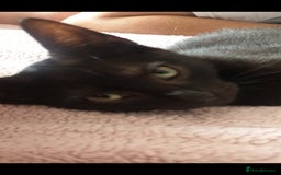 British Longhair cats for sale: Male and female cats free  - Image 4