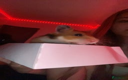 Hamster rodents for sale: !URGENT! Female Syrian hamster  - Image 3