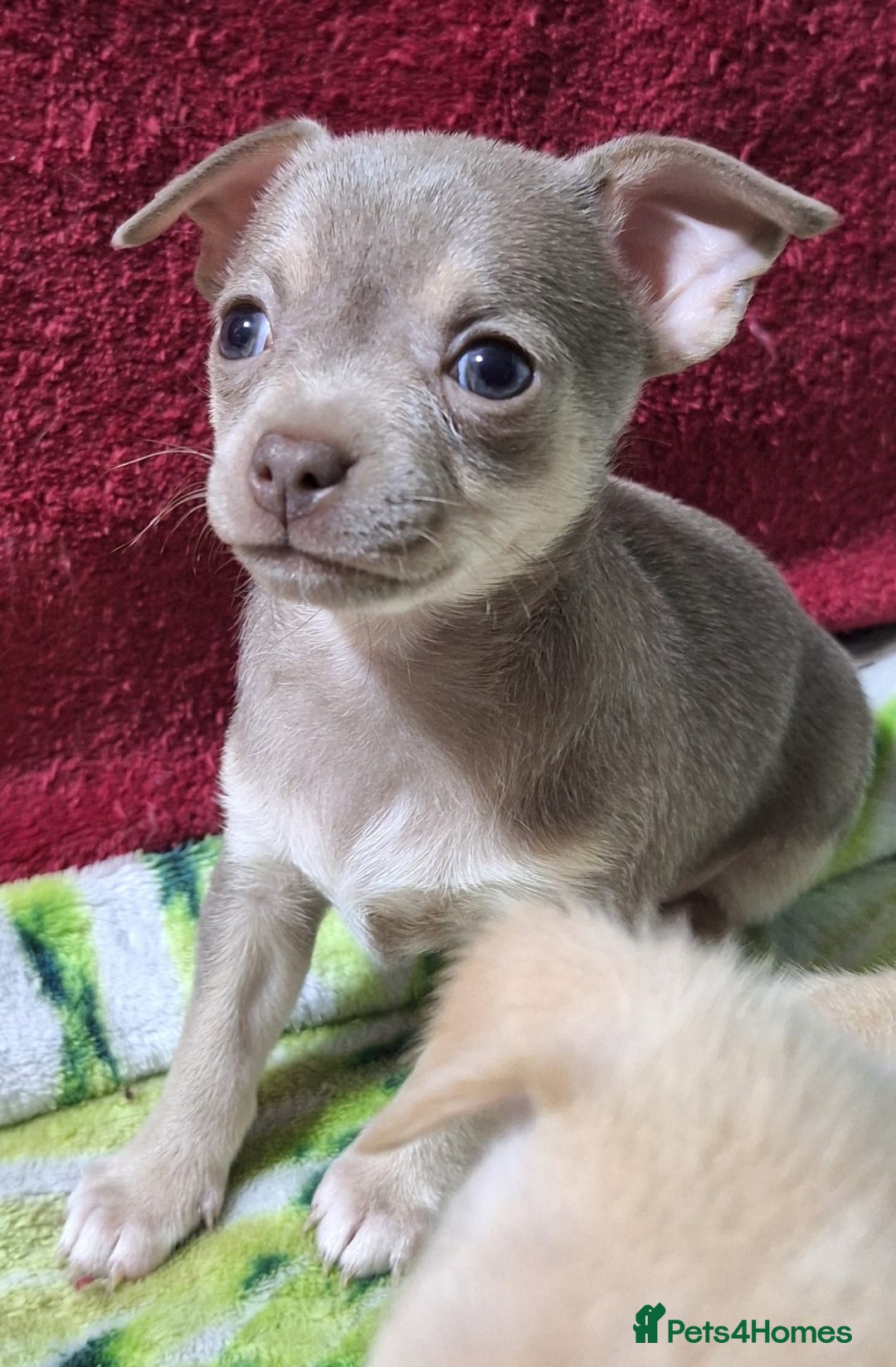 Chihuahua dogs for sale: KC Chihuahua Baby Girls - Advert 13