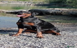 Dobermann dogs for sale: Dobermann puppies - Image 18