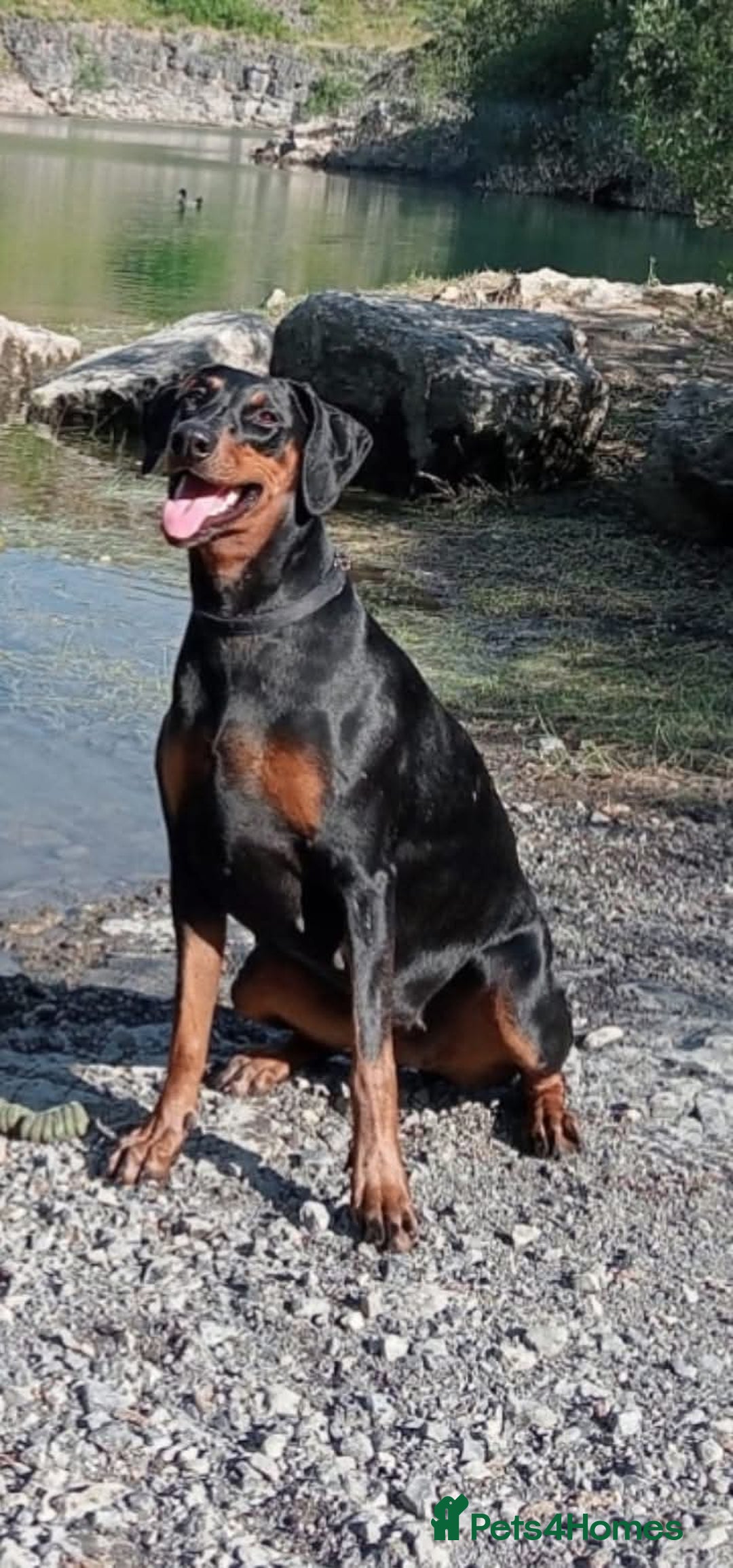 Dobermann dogs for sale: Dobermann puppies - Image 18