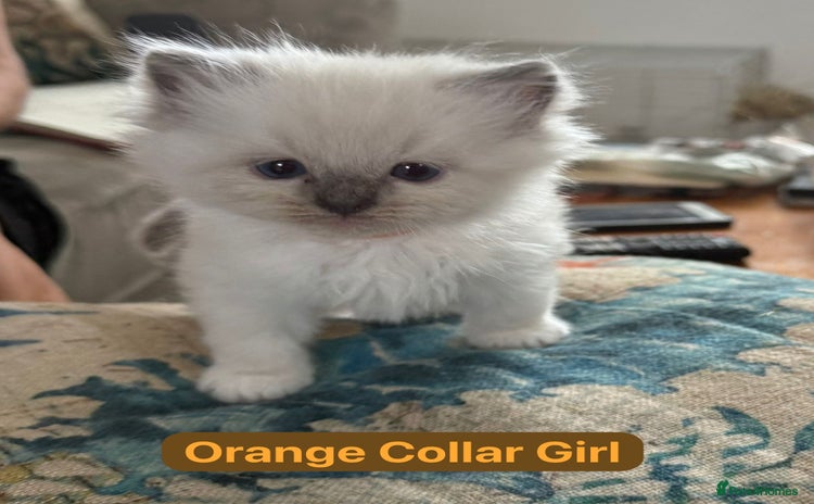 Ragdoll cats - Advert 11