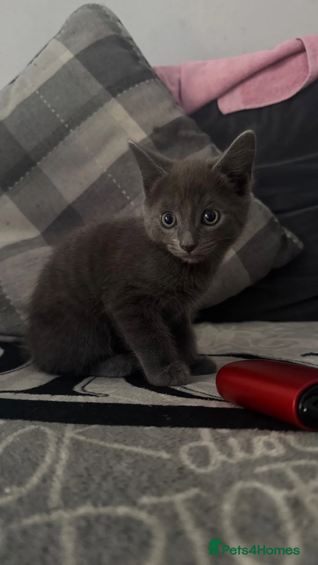 Mixed Breed cats for sale: Blue and Lloyd kittens for sale  in Tilbury - Advert 2