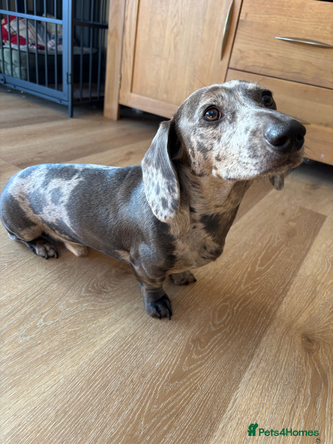 Miniature Dachshund dogs for stud: American Blue Dapple Miniature  - Advert 3