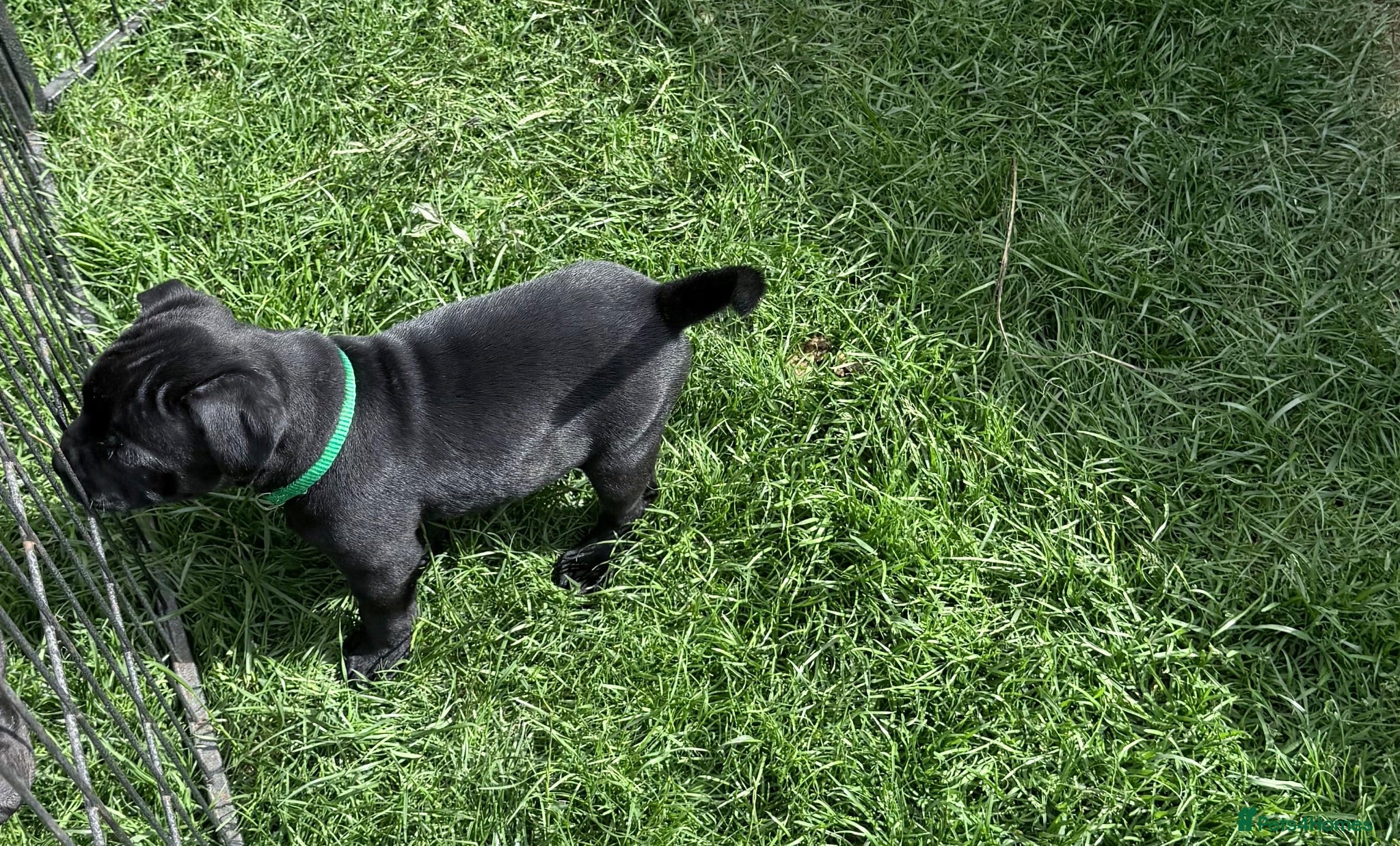 Staffordshire Bull Terrier dogs last 2 boys True To size Bullscaff bloodline  - Advert 2