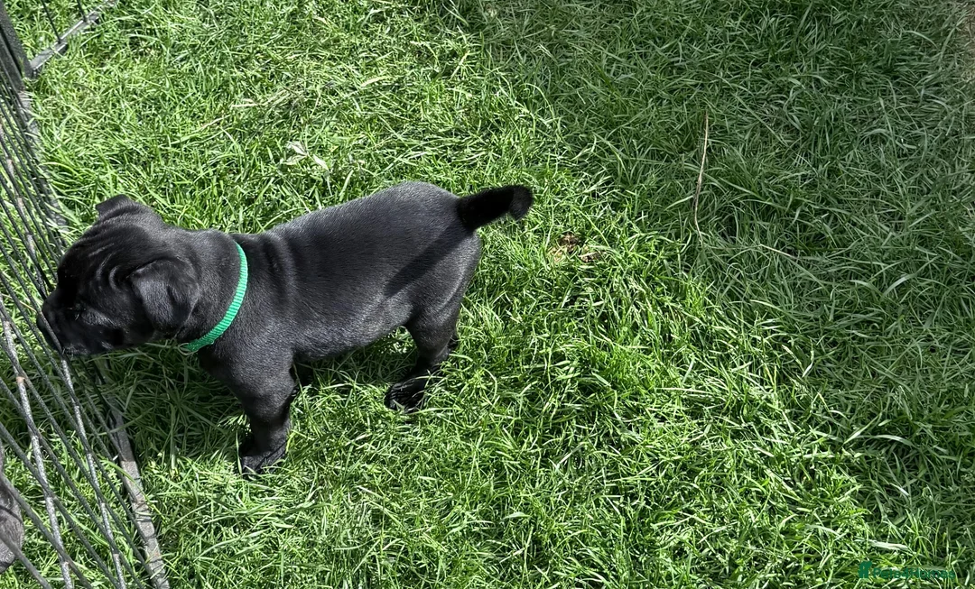 Staffordshire Bull Terrier dogs for sale: last boy True To size Bullscaff bloodline  - Advert 2