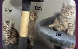 Scottish Fold cats for sale: scottish fold kittens  - Image 1