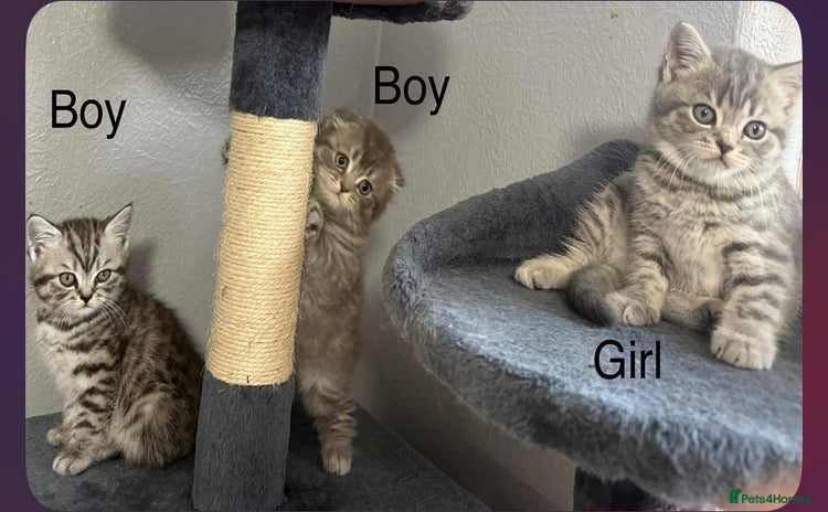 Scottish Fold cats - Advert 3