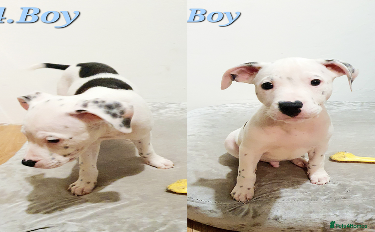 Mixed Breed dogs - Advert 1