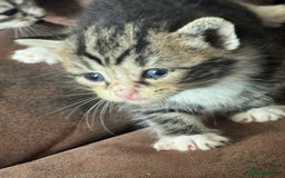 Maine Coon cats for sale: 3 beautiful part Maine coon kittens  - Image 6
