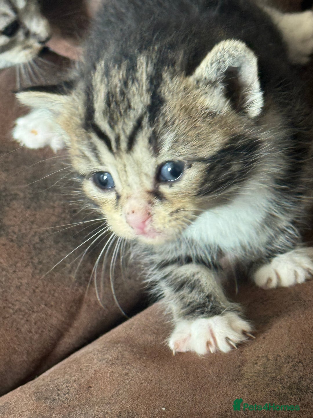 Maine Coon cats for sale: 3 beautiful part Maine coon kittens  - Image 6