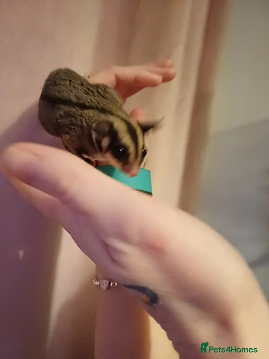 Sugar Glider rodents for sale: Sugar gliders in Bolton - Advert 2