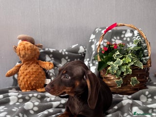 Miniature Dachshund dogs “READY NOW” KC Miniature Dachshund 🐾🐾🐾 - Advert 4
