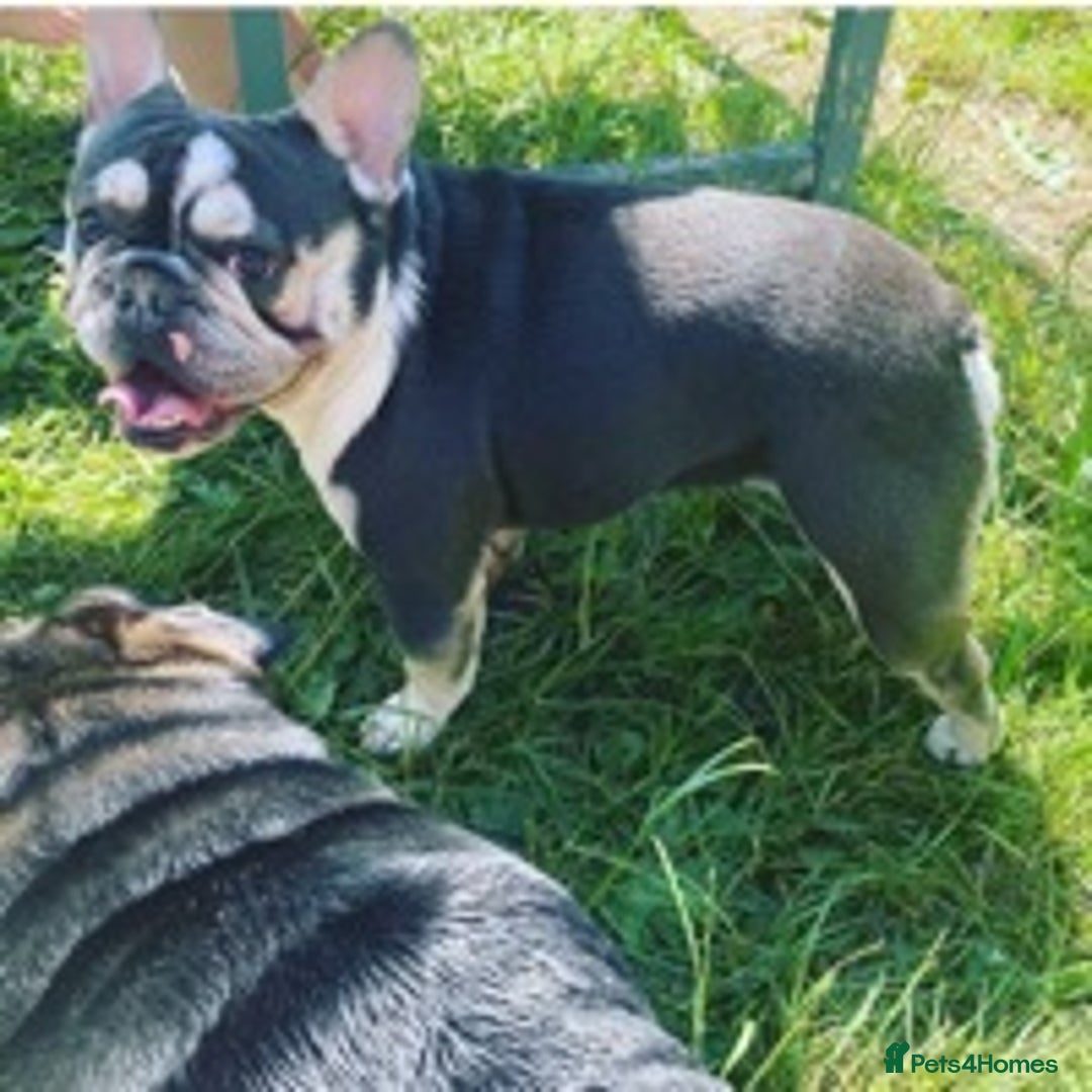 French Bulldog dogs for stud: Kc reg rare markings in Peterborough - Advert 2