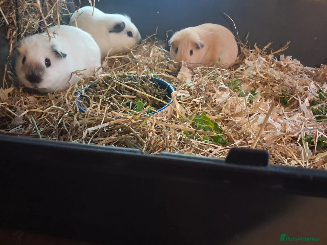 Guinea Pig rodents for sale: BEAUTIFUL PURE BABY BOY CALIFORNIANS AND TEDDIES. - Advert 5