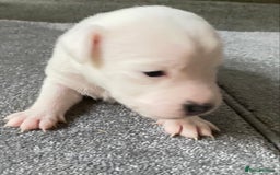 Jack Russell dogs for sale: 6 Jack Russell Puppies  - Advert 31