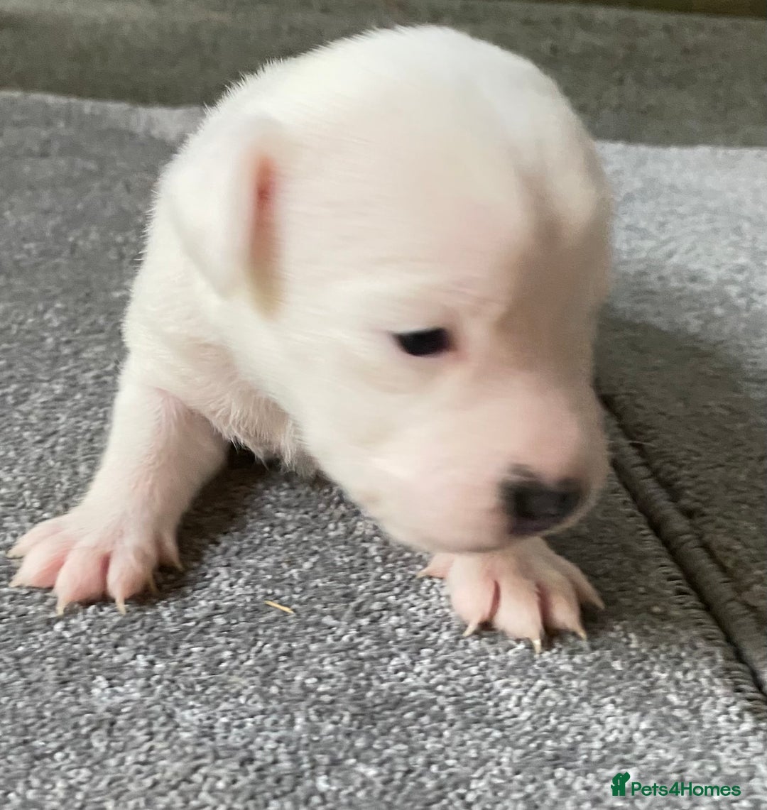 Jack Russell dogs for sale: 6 Jack Russell Puppies  - Advert 31