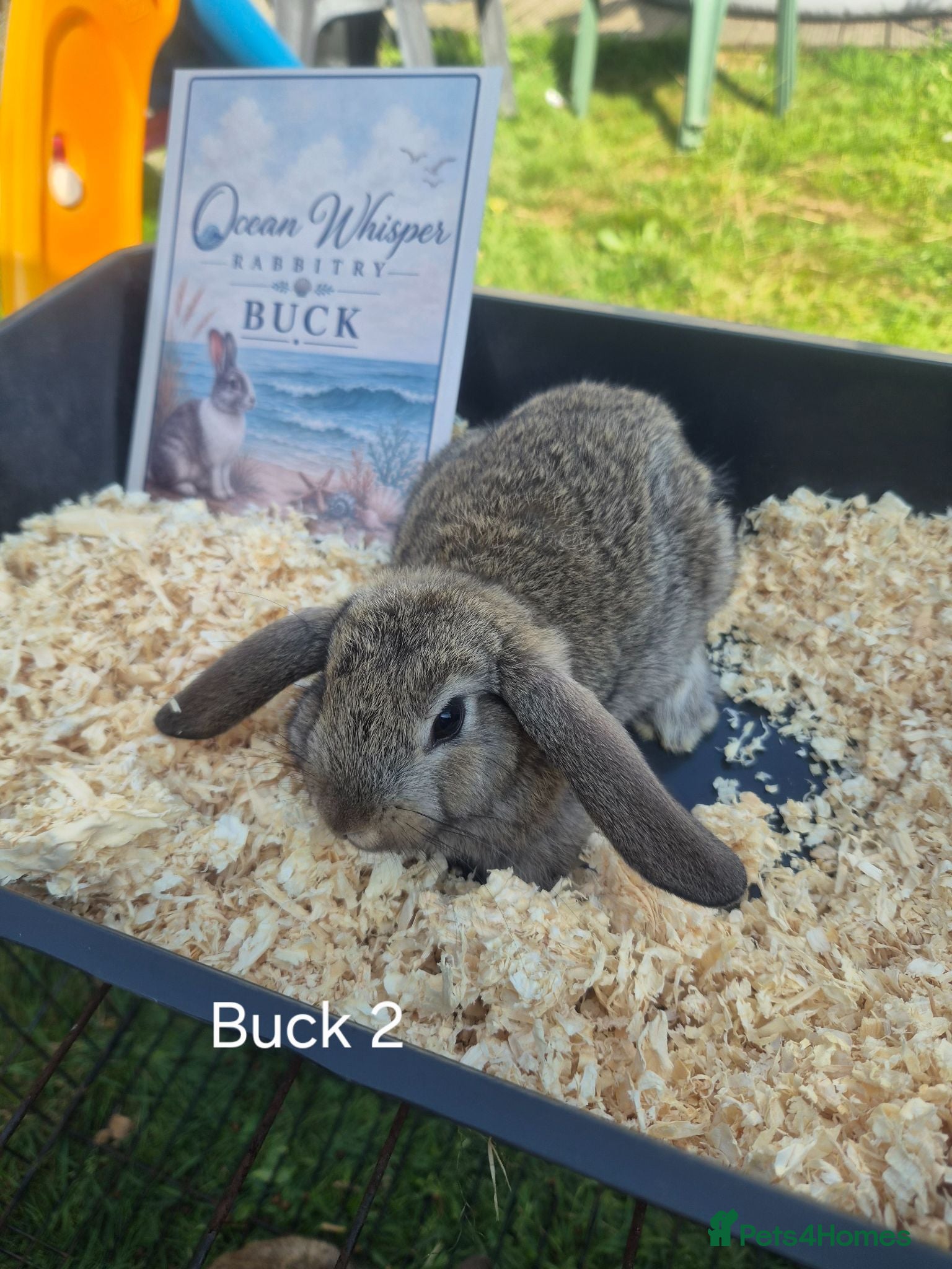 French Lop rabbits French Lop Bunnies - Advert 1