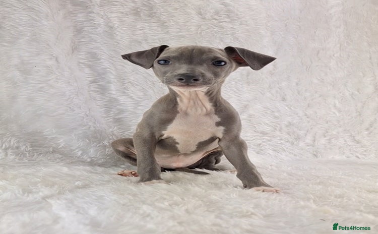 Italian Greyhound dogs - Advert 3