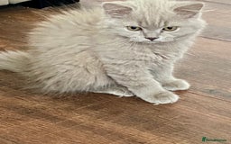 British Shorthair cats for sale: British short and long haired kittens ready to go - Image 2