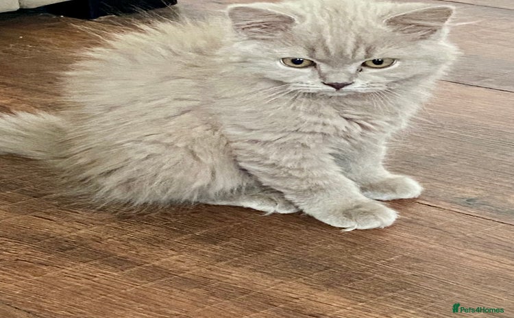 British Shorthair cats - Advert 1