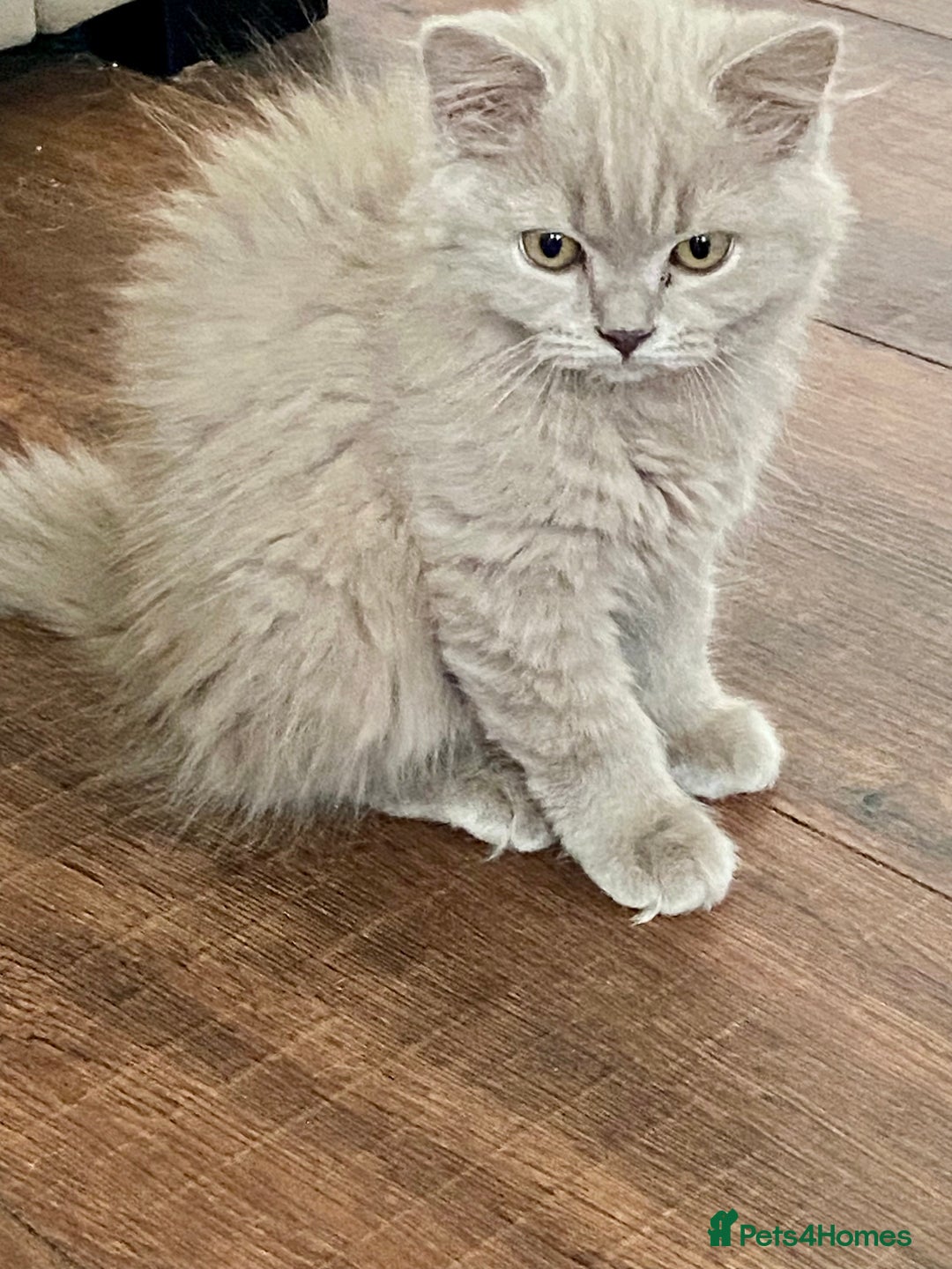 British Shorthair cats for sale: British short and long haired kittens ready to go - Image 2