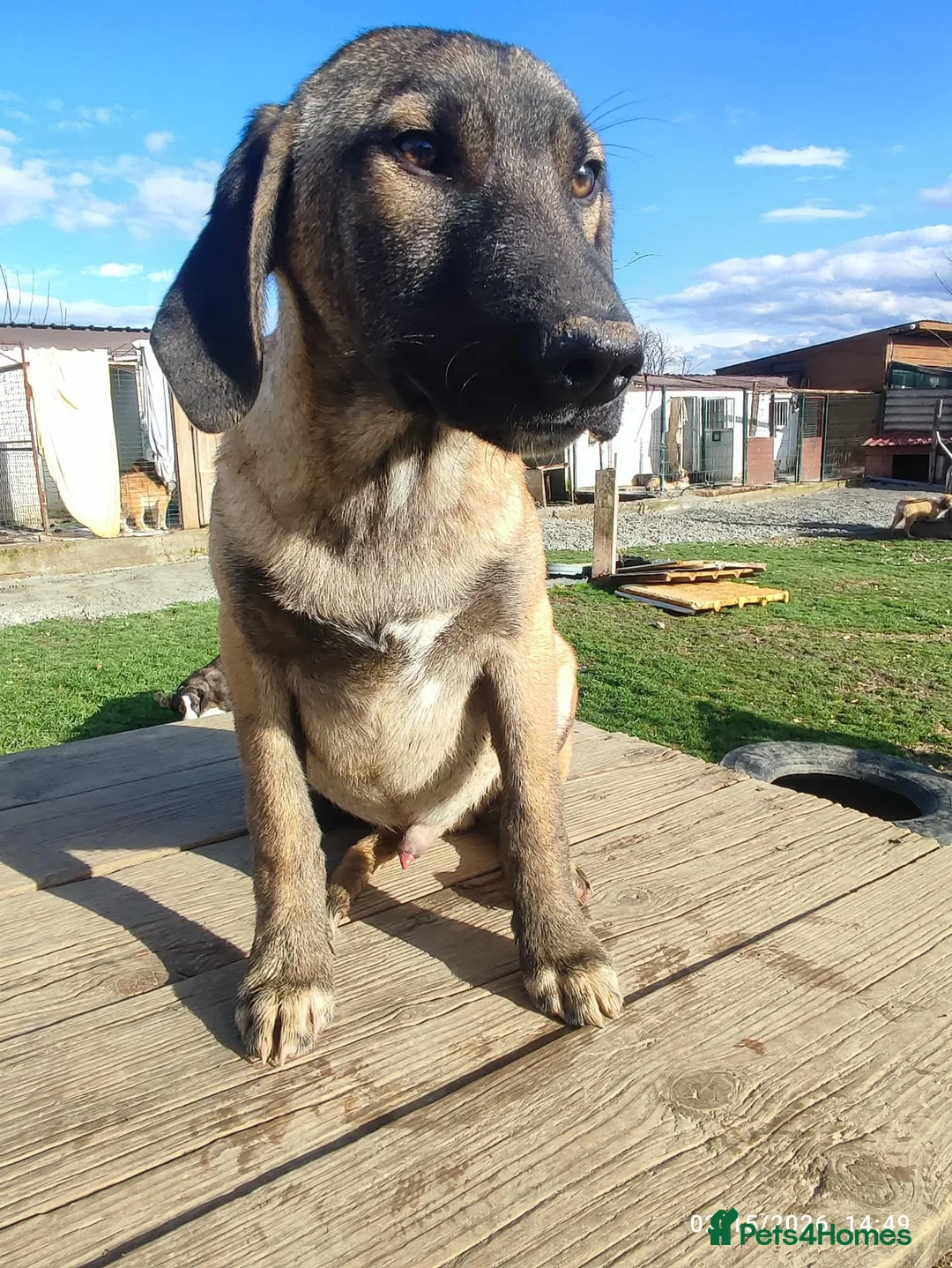 Mixed Breed dogs for adoption: Dexter 5 months Macedonian rescue  - Advert 1