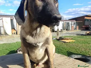 Mixed Breed dogs Dexter 5 months Macedonian rescue - Advert 2