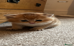 British Shorthair cats for sale: Gccf NY12 kittens world champion lines - Advert 2