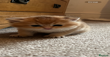 British Shorthair cats Gccf NY12 kittens world champion lines - Advert 6