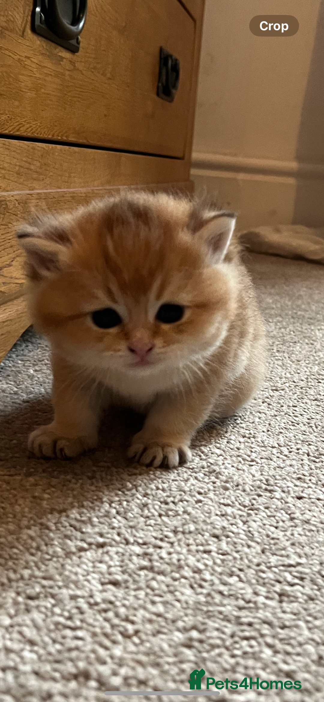 British Shorthair cats for sale: Gccf NY12 kittens world champion lines - Advert 2