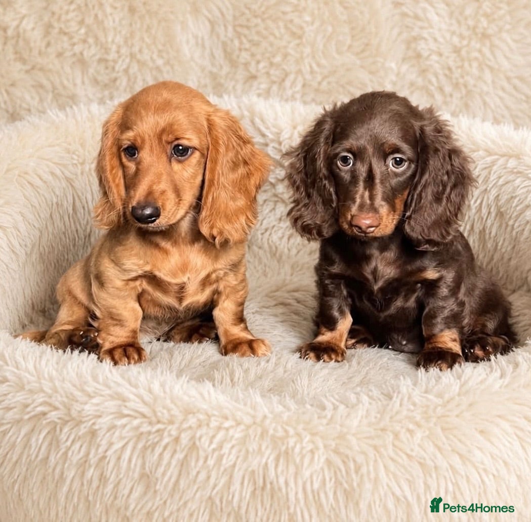 Dachshund dogs Gorgeous long haired miniature dachshund puppies  - Advert 4