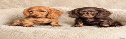 Dachshund dogs for sale: Gorgeous long haired miniature dachshund puppies  - Advert 4