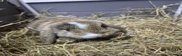Mini Lop rabbits for sale: 8 week old mini lop rabbits for new home  - Advert 3