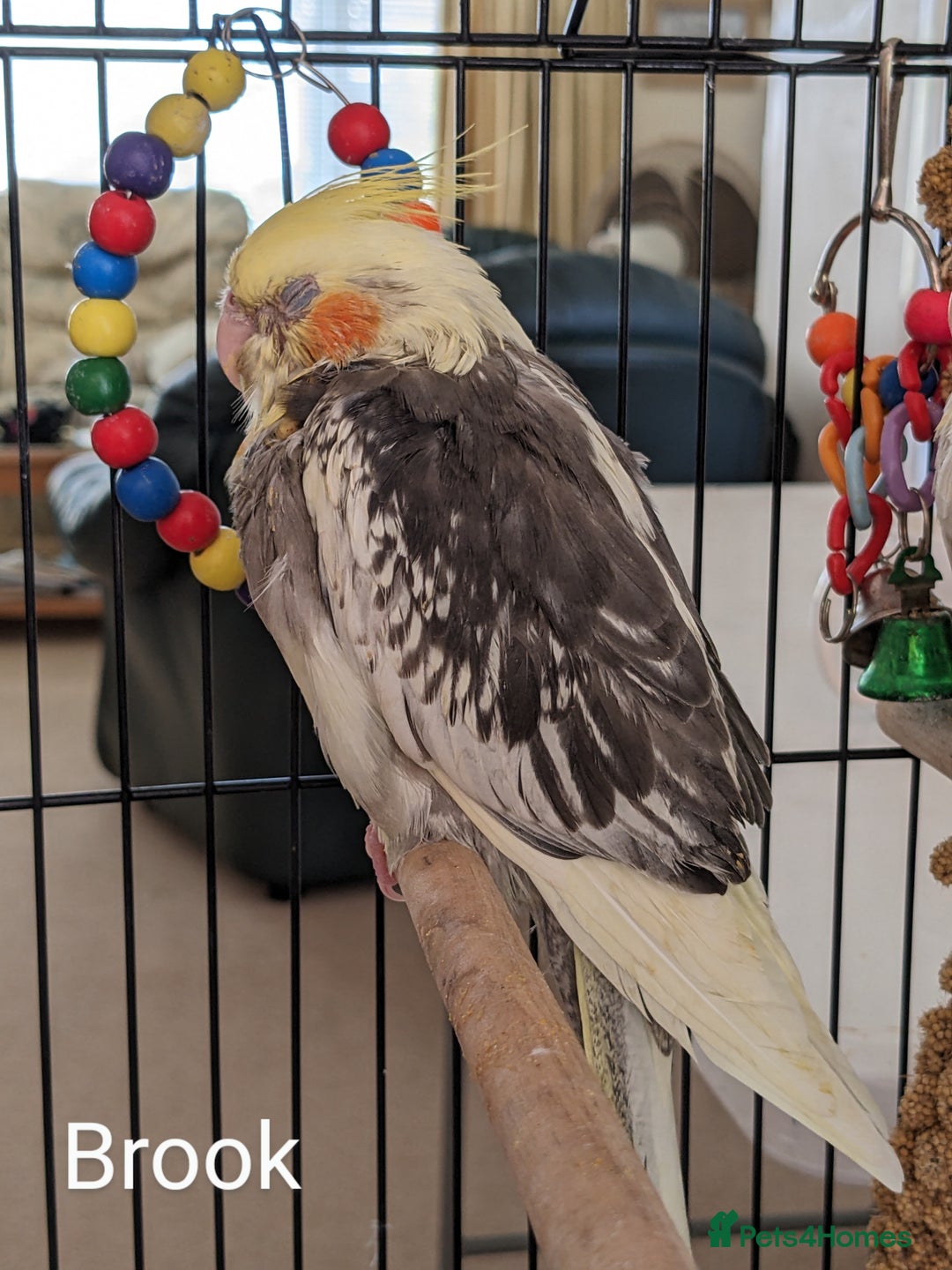 Cockatiels birds for sale: Hand-Reared male + female Cockatiels - Image 3